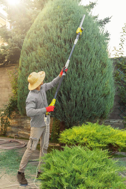 The Steps Involved in Our Tree Care Process in Ellensburg, WA